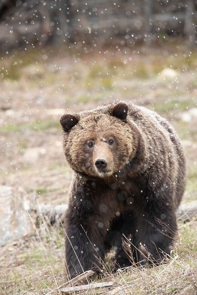 close-up Grizzly bear sow in spring snowfall